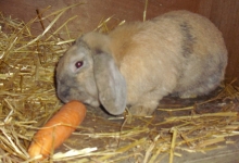 claudia-enjoying-her-carrot